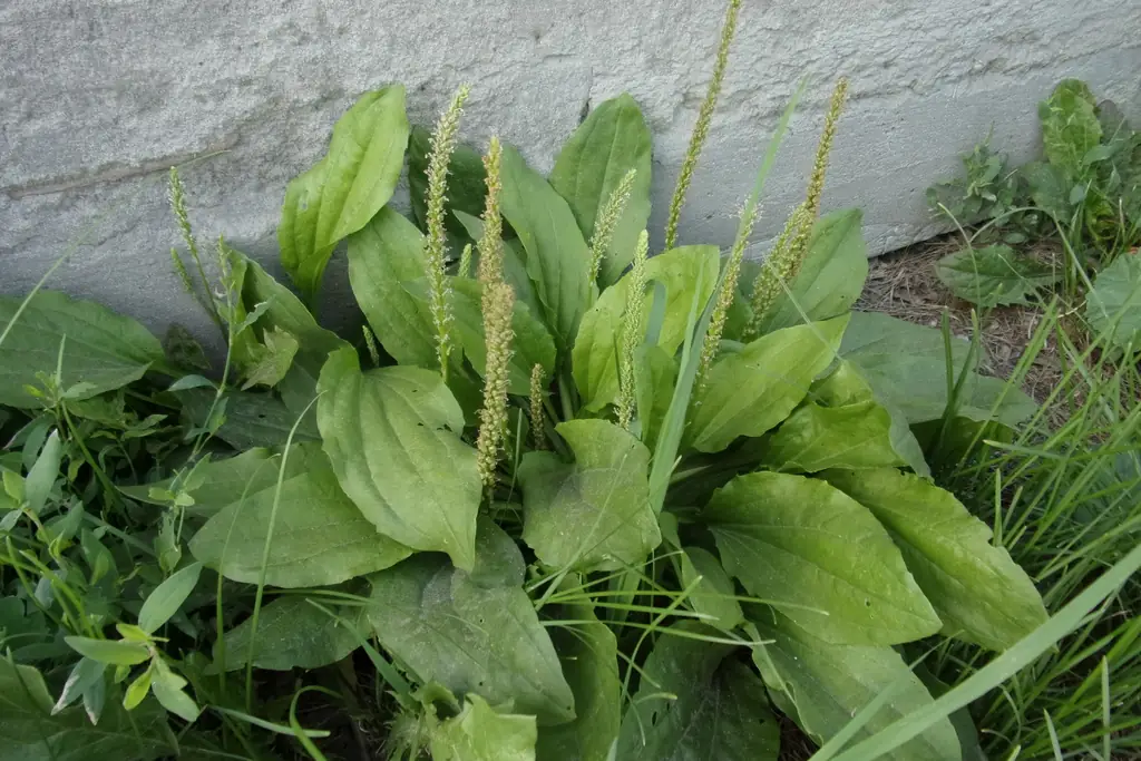 Broadleaf plantain (Plantago major) clump with oval parallel-veined leaves and tall narrow flower spikes beside a wall