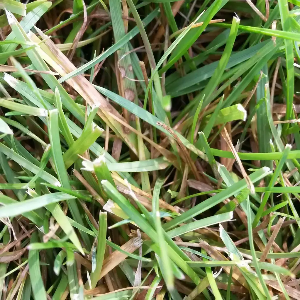 Close-up of grass blades with tan brown patch lesions and dark borders