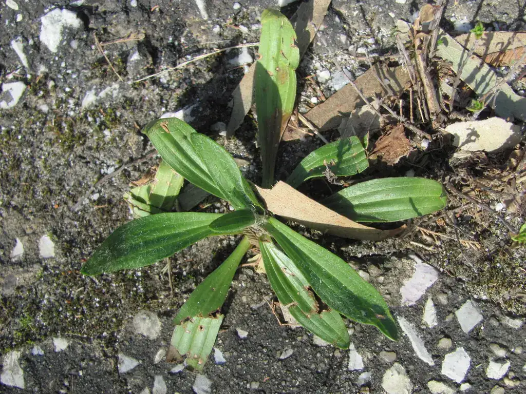 Buckhorn plantain (Plantago lanceolata) rosette with long narrow ribbed leaves growing in gravelly soil