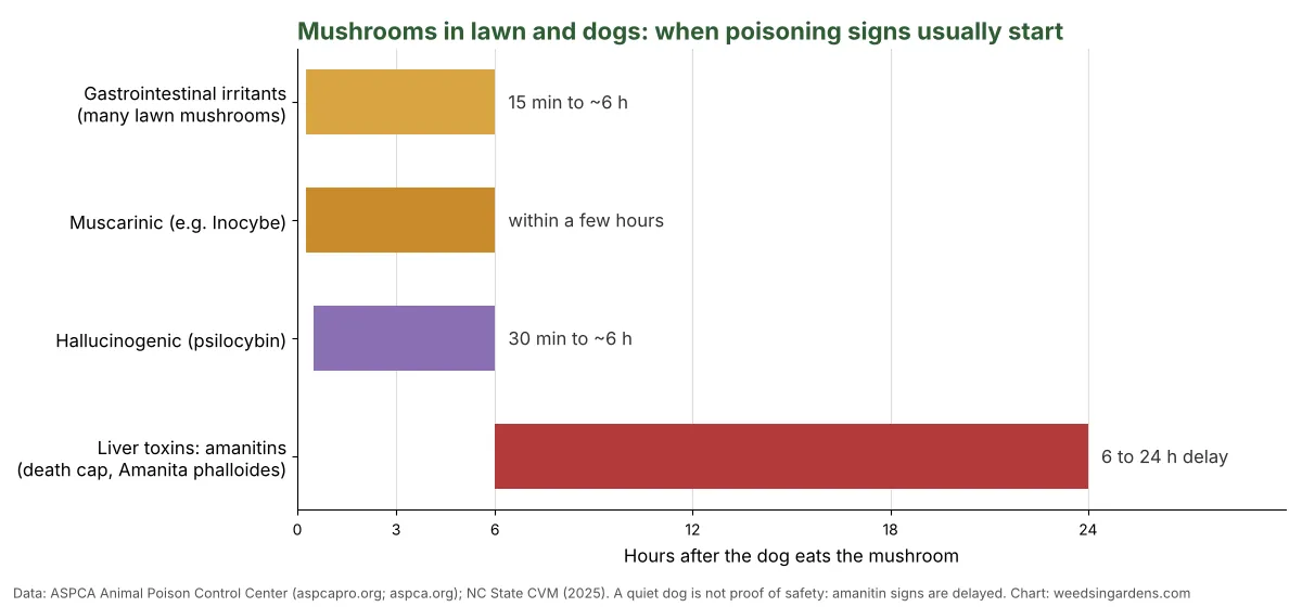 Chart showing when mushroom poisoning signs start in dogs, from 15 minutes for stomach irritants to 6 to 24 hours for death cap amanitins