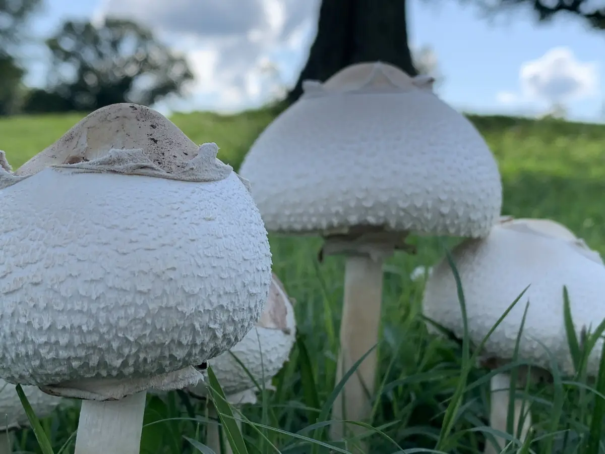 Large white scaly-capped Chlorophyllum molybdites mushrooms, a poisonous fairy ring fungus, growing in lawn grass