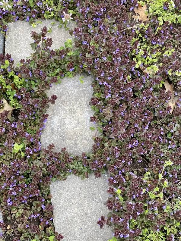Dense mat of creeping Charlie with purple flowers spreading by runners between stepping stones