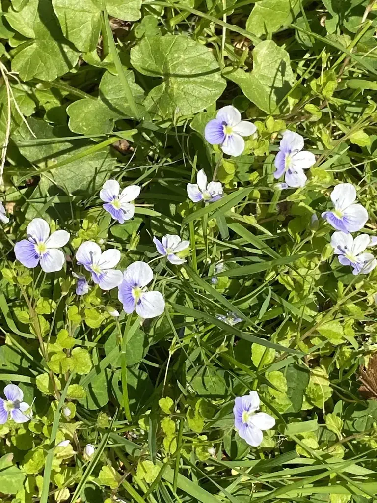 Creeping speedwell (Veronica filiformis) with pale blue flowers and small rounded leaves in lawn grass