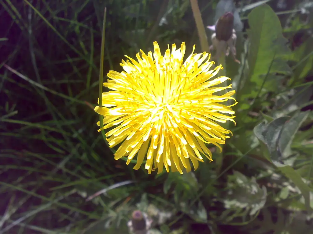 Close-up of a dandelion flower growing among lawn grass, a perennial broadleaf weed best controlled in fall