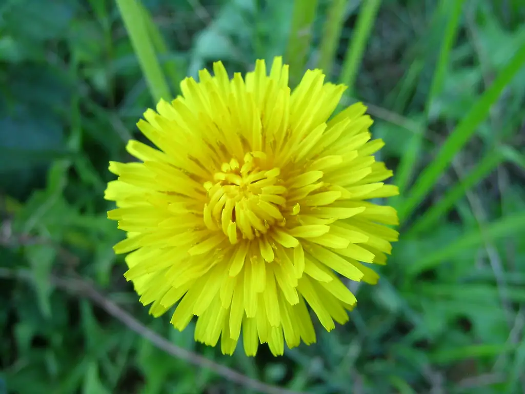 Yellow dandelion flower in a lawn, a perennial weed best controlled with a fall herbicide application