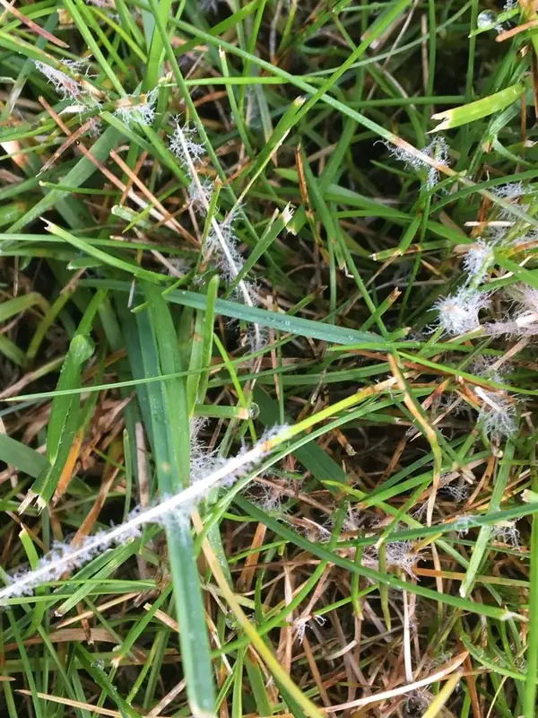White cobweb-like dollar spot fungus mycelium on dewy lawn grass blades