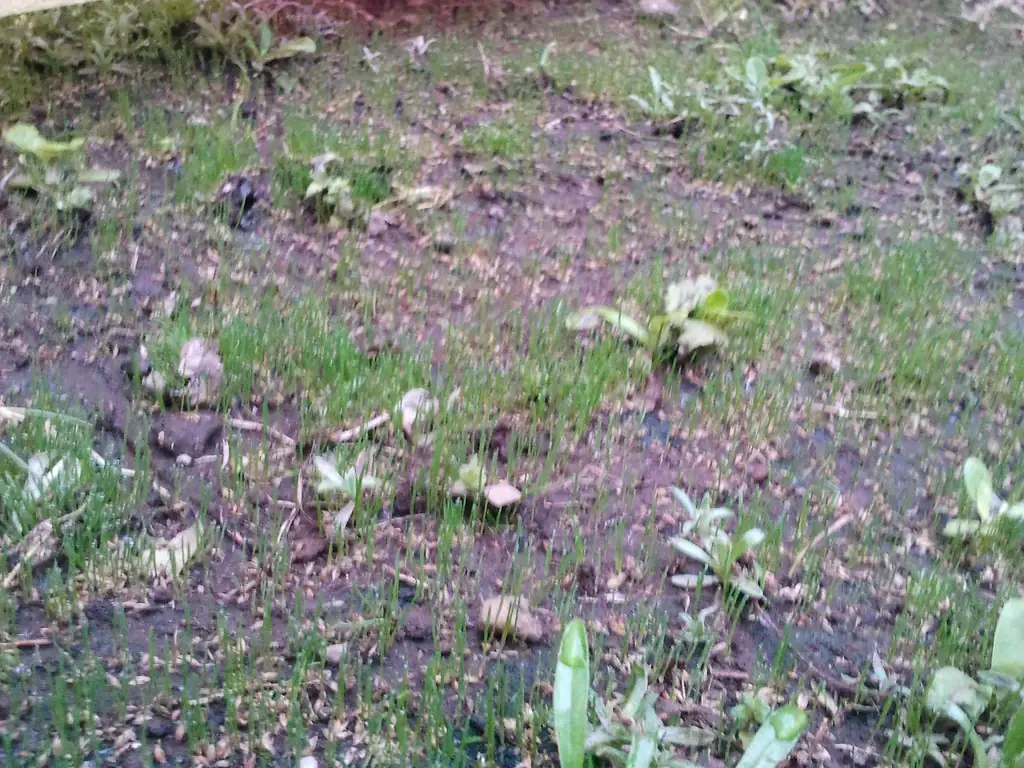 Young grass seedlings emerging from bare soil in spring after dormant seeding