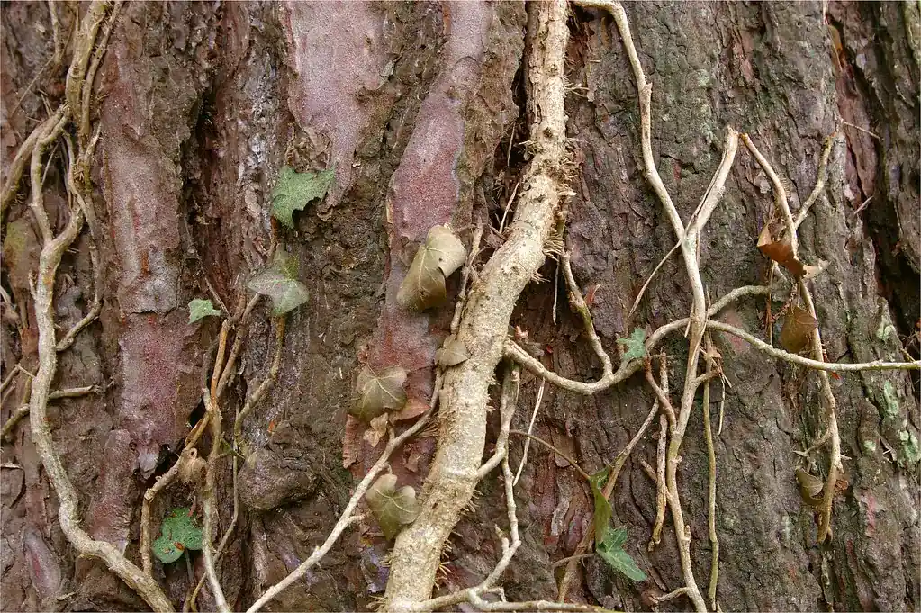 Old English ivy stems with hairy aerial rootlets attached to tree bark
