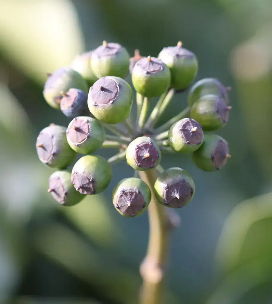 Cluster of ripening English ivy (Hedera helix) berries on an adult vine