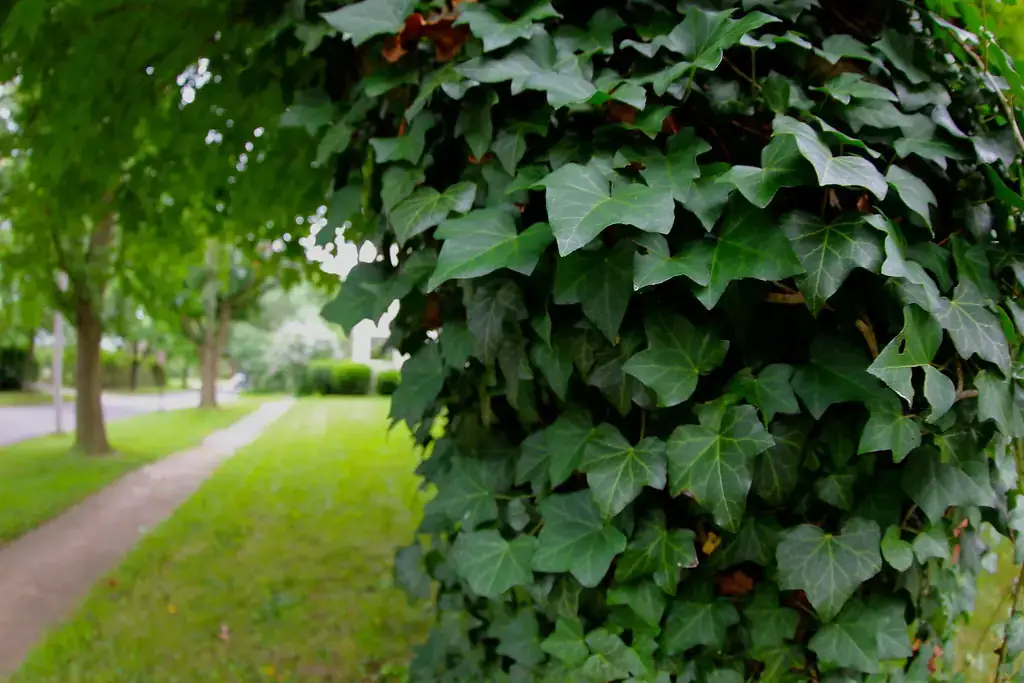 English ivy climbing and smothering a street tree trunk, showing why you need to know how to get rid of English ivy