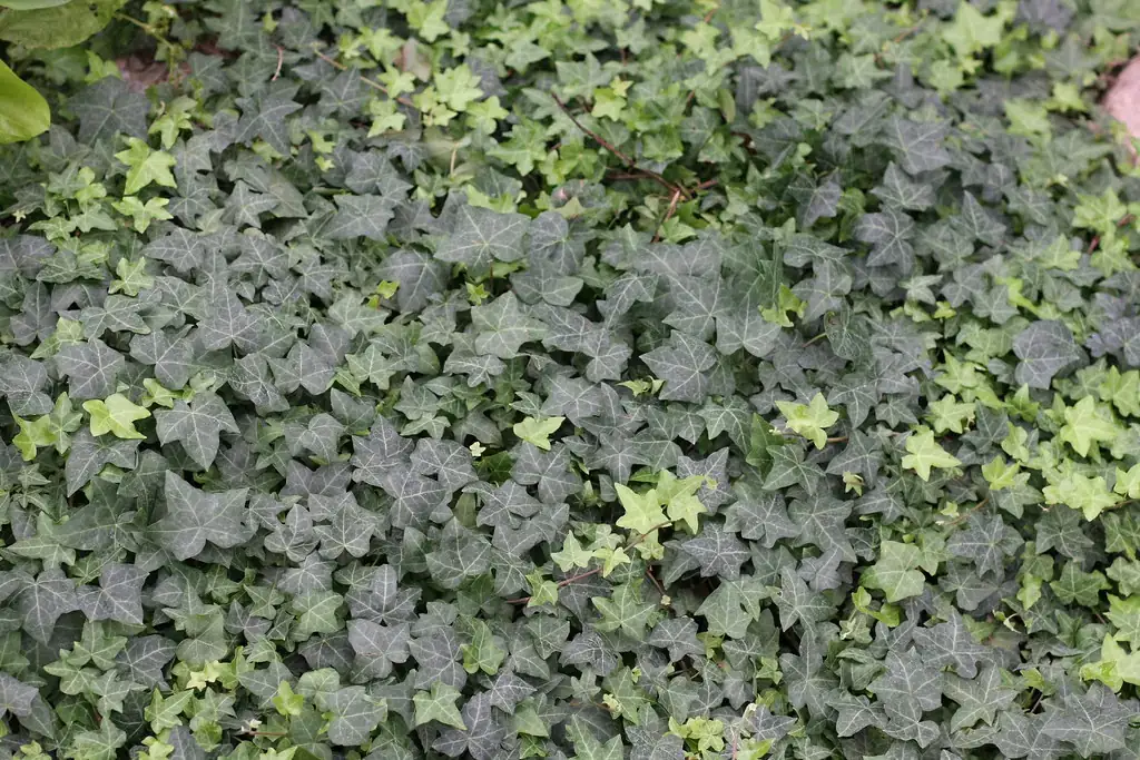 Dense English ivy groundcover with lobed juvenile leaves and pale veins