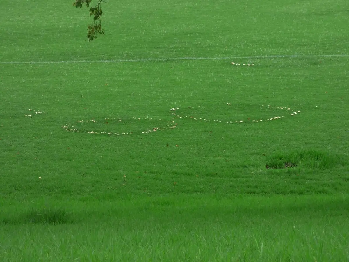 Fairy ring in grass: two circles of Marasmius oreades mushrooms in a mown park lawn