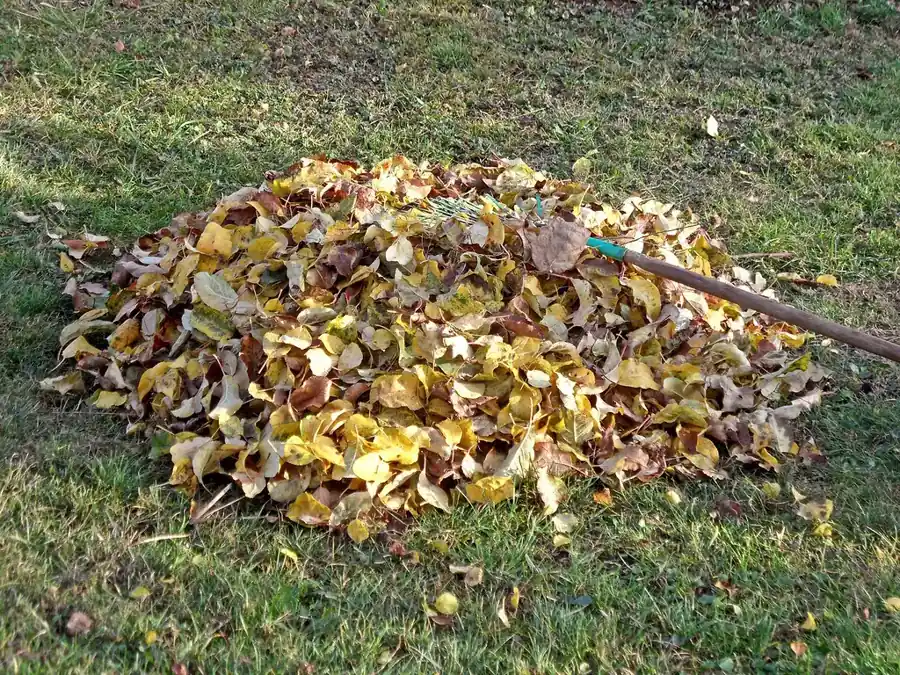 Pile of fallen leaves and a rake on a thin lawn, a common fall lawn care mistake that smothers grass and invites weeds