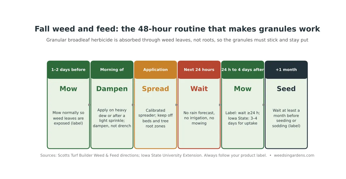 Fall weed and feed application timeline: mow 1 to 2 days before, apply to damp leaves, keep dry 24 hours, wait to mow and a month to seed