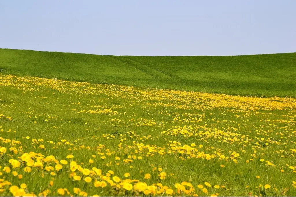 Lawn full of yellow dandelions, the kind of widespread broadleaf weed problem fall weed and feed is designed to treat