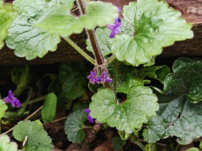 Ground ivy flower close-up, a creeping perennial that fall weed control with dicamba reaches at the root