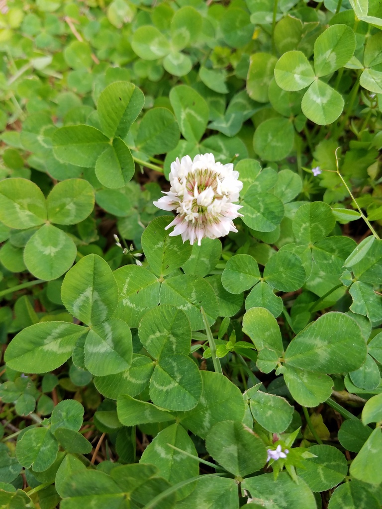 White clover patch flowering in turf, a perennial weed best hit by MCPP herbicide in fall weed control