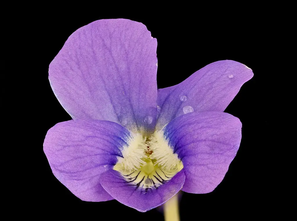 Close-up of a common blue violet flower showing the white-bearded side petals and dark nectar guides