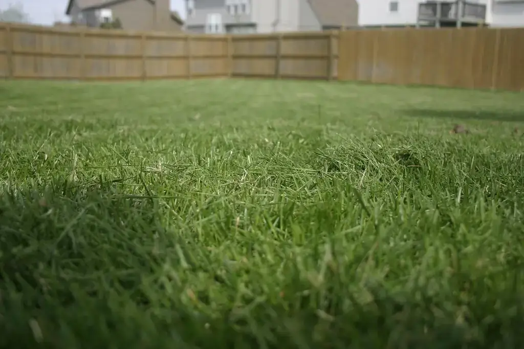 Close-up of a freshly mowed backyard lawn cut at a moderate height