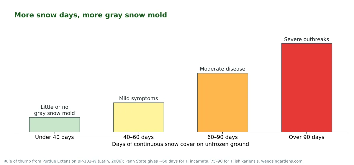 Bar chart showing gray snow mold severity rising with days of snow cover: mild at 40-60 days, moderate at 60-90, severe over 90