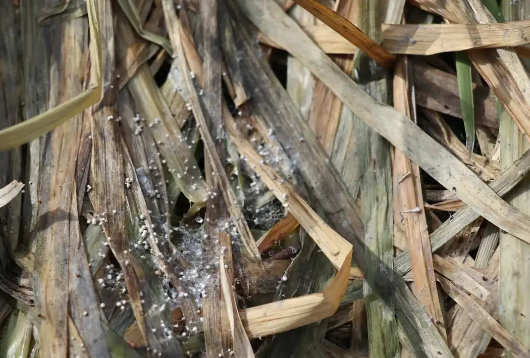 Close-up of gray snow mold (Typhula ishikariensis) sclerotia and mycelium on dead grass blades