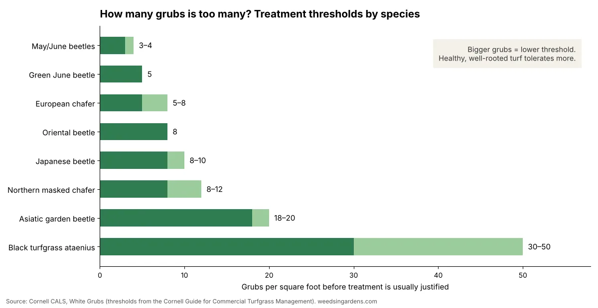 Bar chart of white grub treatment thresholds per square foot by species, from 3–4 for May/June beetles to 30–50 for black turfgrass ataenius
