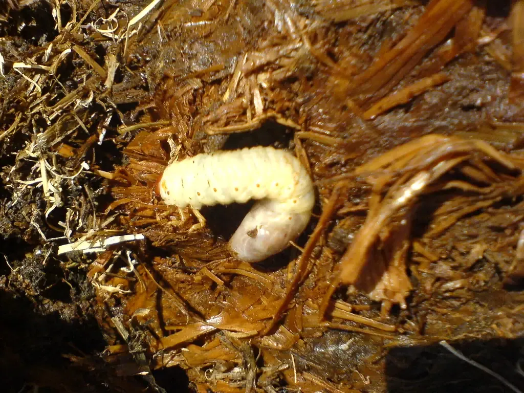 C-shaped white grub in lawn thatch and soil, the root-feeding larva behind most grubs in lawn damage