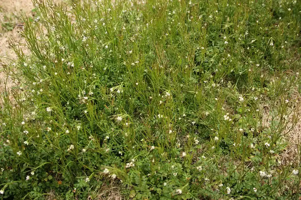 Hairy bittercress in lawn: dense patch of small white flowers and upright seed pods in thin, dormant turf