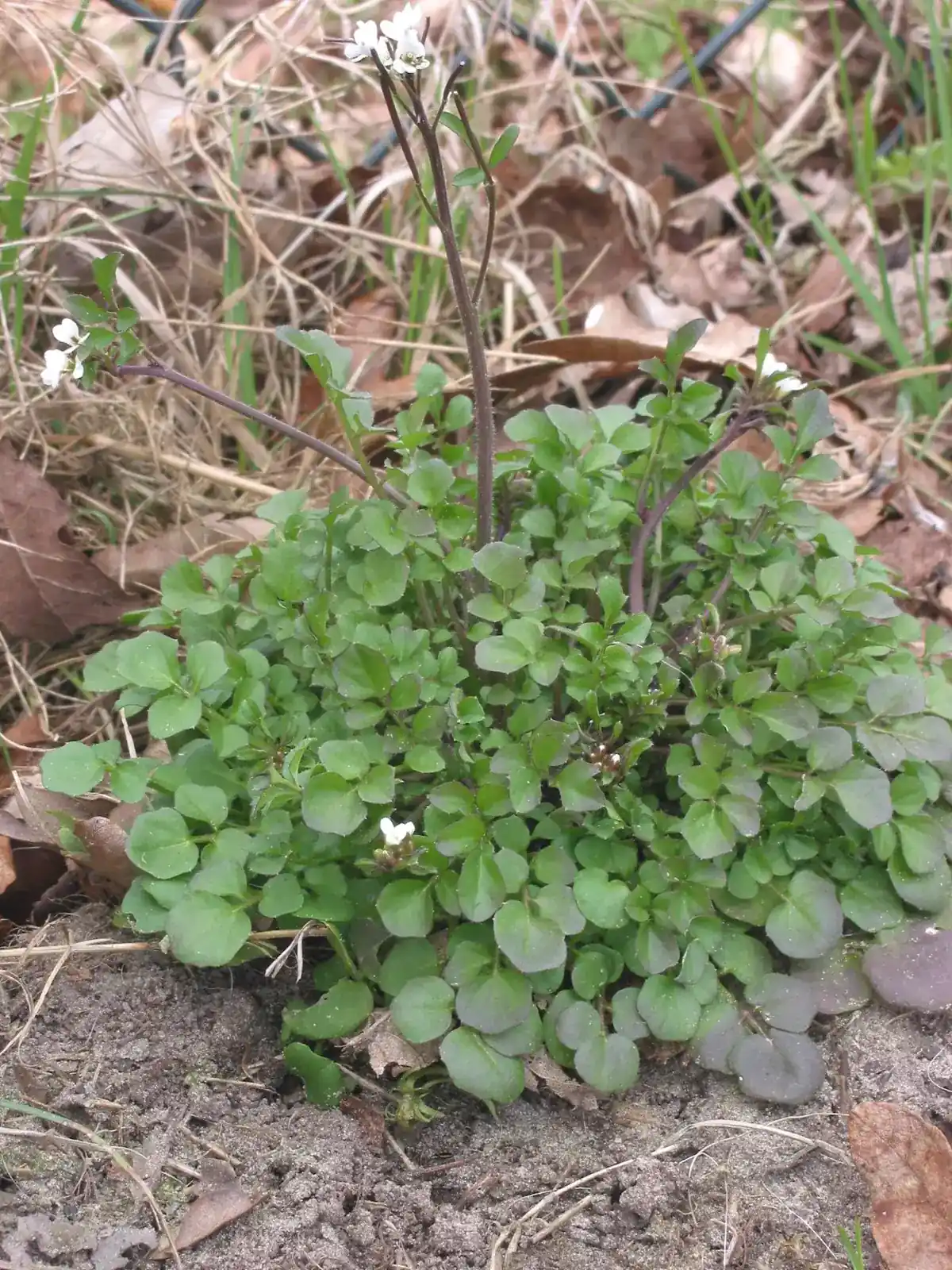Flowering Cardamine hirsuta plant growing from bare soil at a bed edge, with a leafy rosette and branching flower stems