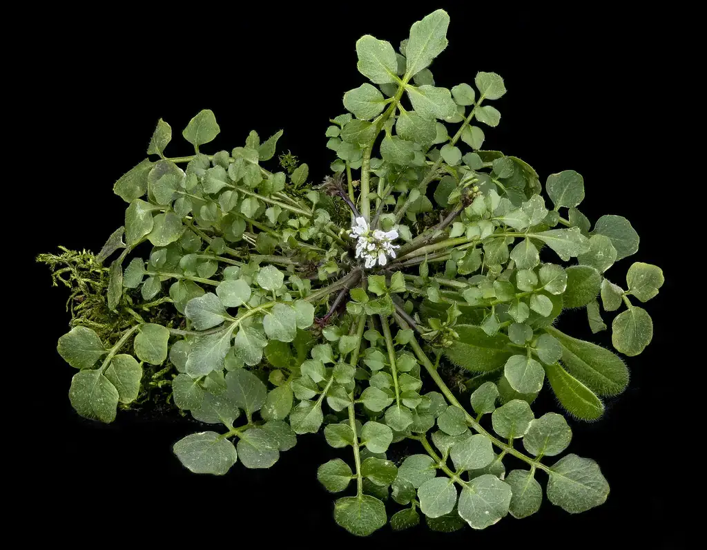Hairy bittercress rosette showing pinnately compound leaves with small rounded leaflets and a central cluster of tiny white flowers