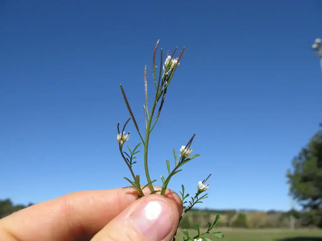 Close-up of hairy bittercress stem with tiny four-petaled white flowers and long, thin upright seed pods