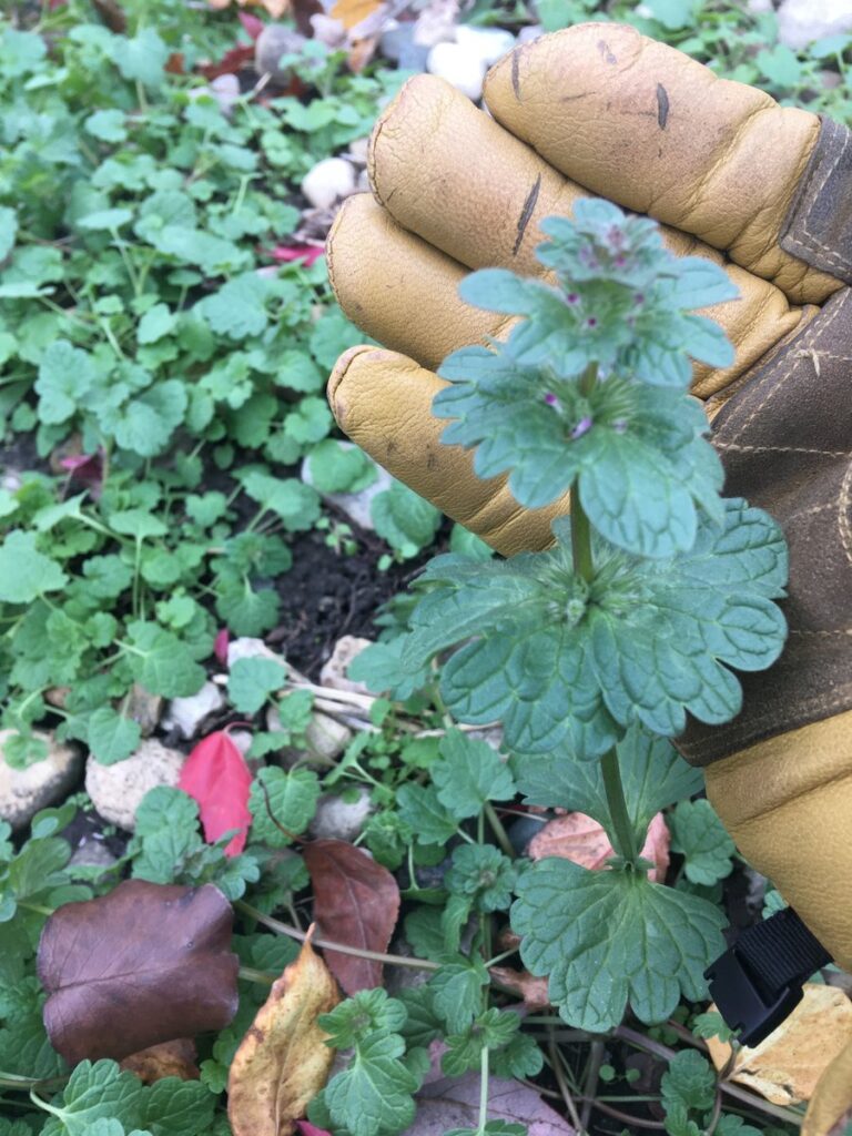 Gloved hand pulling a young henbit plant with whorled lobed leaves from a garden bed