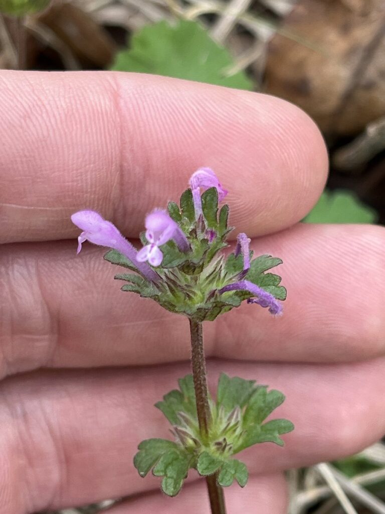 Close-up of a henbit stem with pink-purple tubular flowers in whorls and upper leaves clasping the stem without stalks