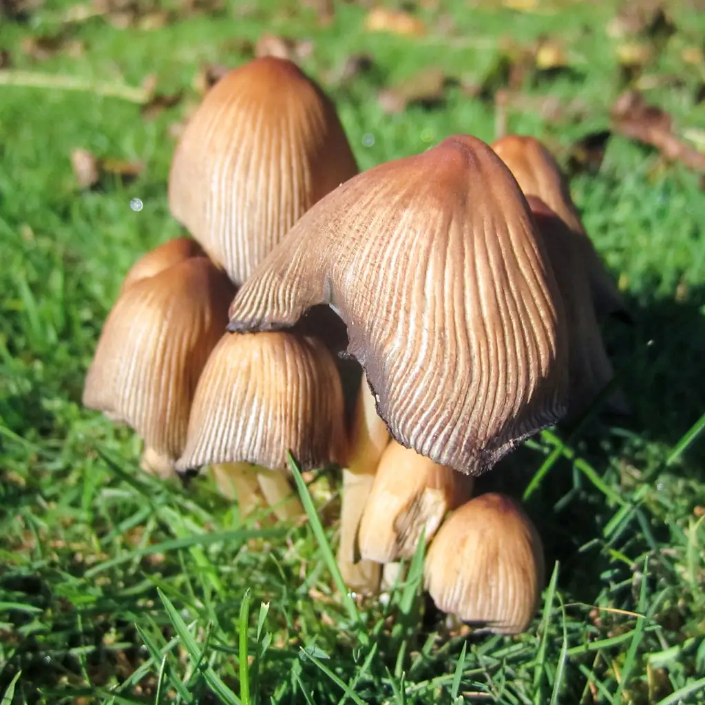 Cluster of brown inky cap mushrooms in lawn grass after autumn rain