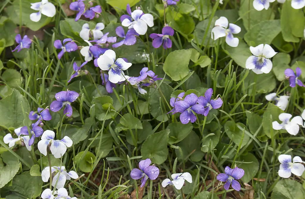 Wild violets in lawn grass with purple and white flowers and heart-shaped leaves