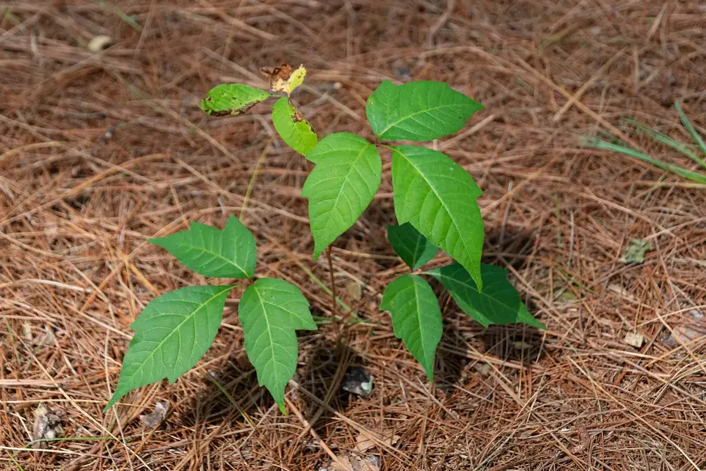 Young poison ivy plant with three pointed leaflets growing in pine straw, the stage when it is easiest to kill poison ivy