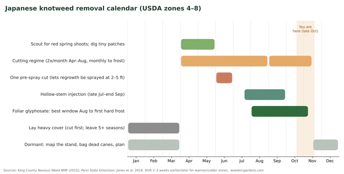 Japanese knotweed removal calendar showing months for scouting, cutting, stem injection, foliar glyphosate spraying, covering and dormant-season tasks