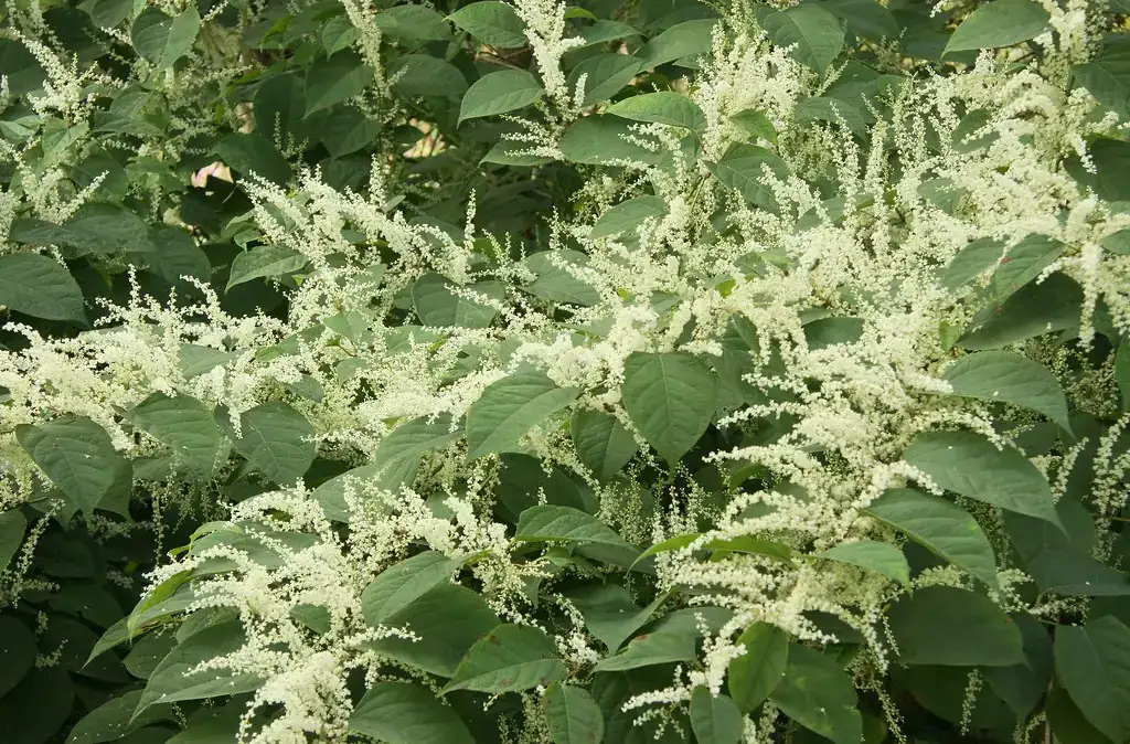 Japanese knotweed removal target: dense stand of Japanese knotweed in late-summer bloom with creamy white flower sprays and spade-shaped leaves