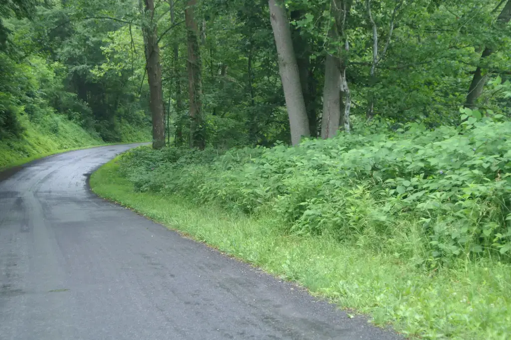 Japanese knotweed spreading along a wooded roadside verge, where mowing and fill dirt move rhizome fragments