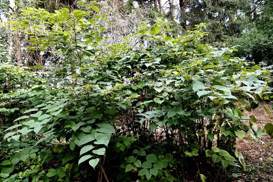 Tall Japanese knotweed thicket with zigzag stems and broad heart-shaped leaves at the edge of a wooded garden
