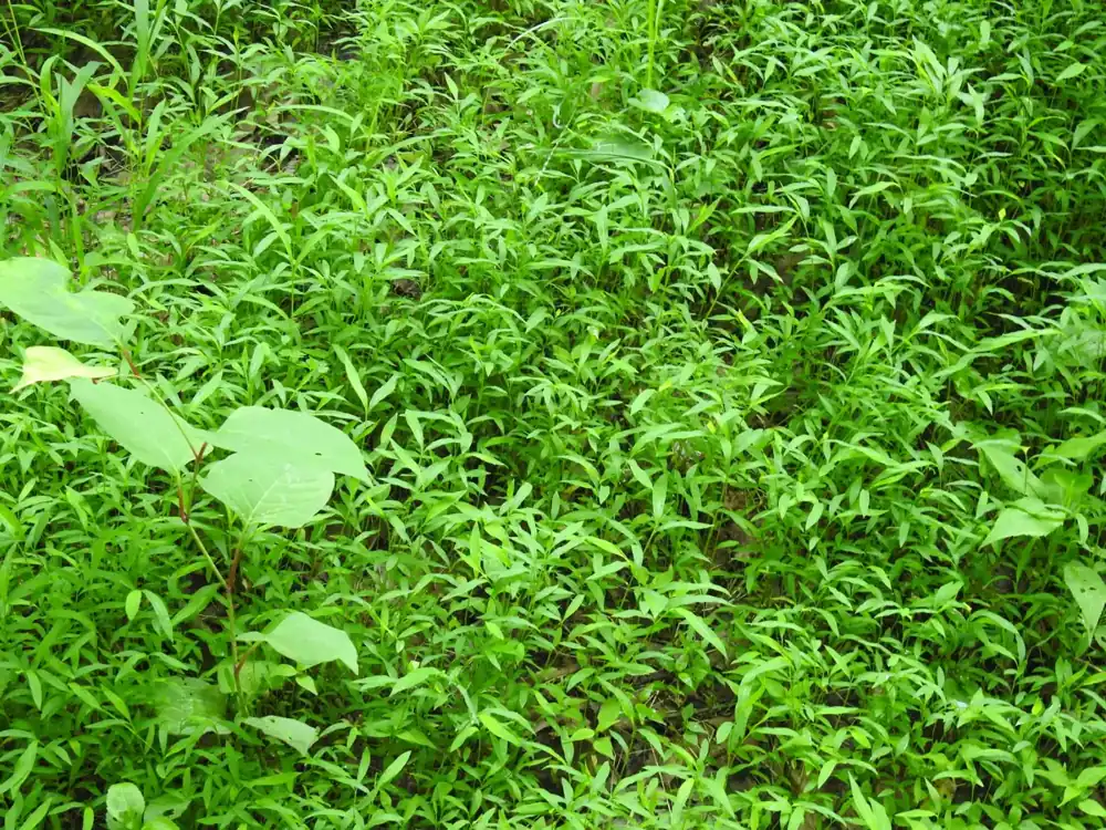 Dense carpet of Japanese stiltgrass with short, bamboo-like leaves covering moist, shaded ground