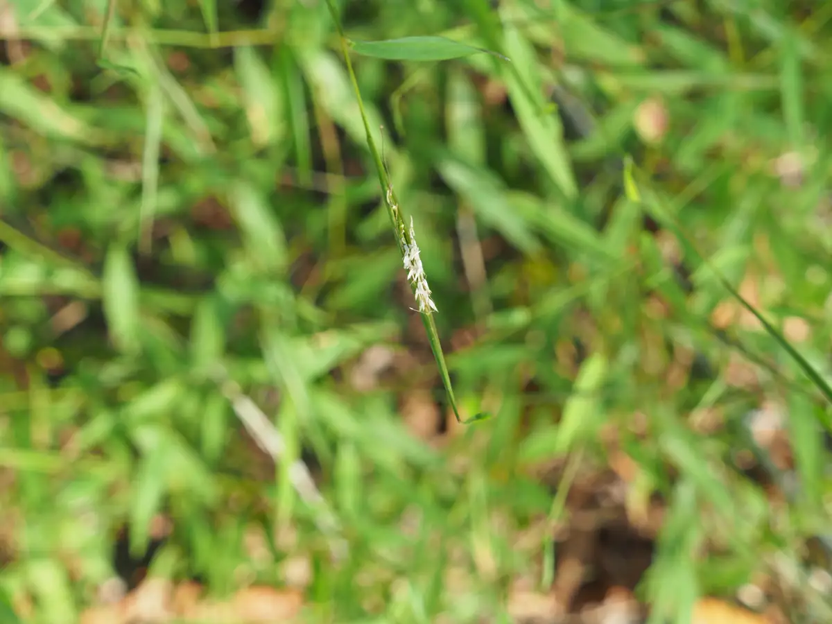 Thin Japanese stiltgrass seed head spike rising above lance-shaped leaves in late summer