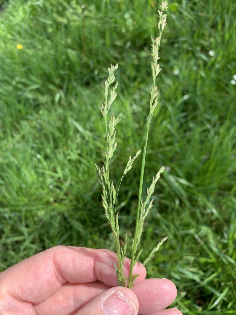 Kentucky bluegrass stems held over a green lawn, a cool-season grass that responds well to late-fall winterizer fertilizer