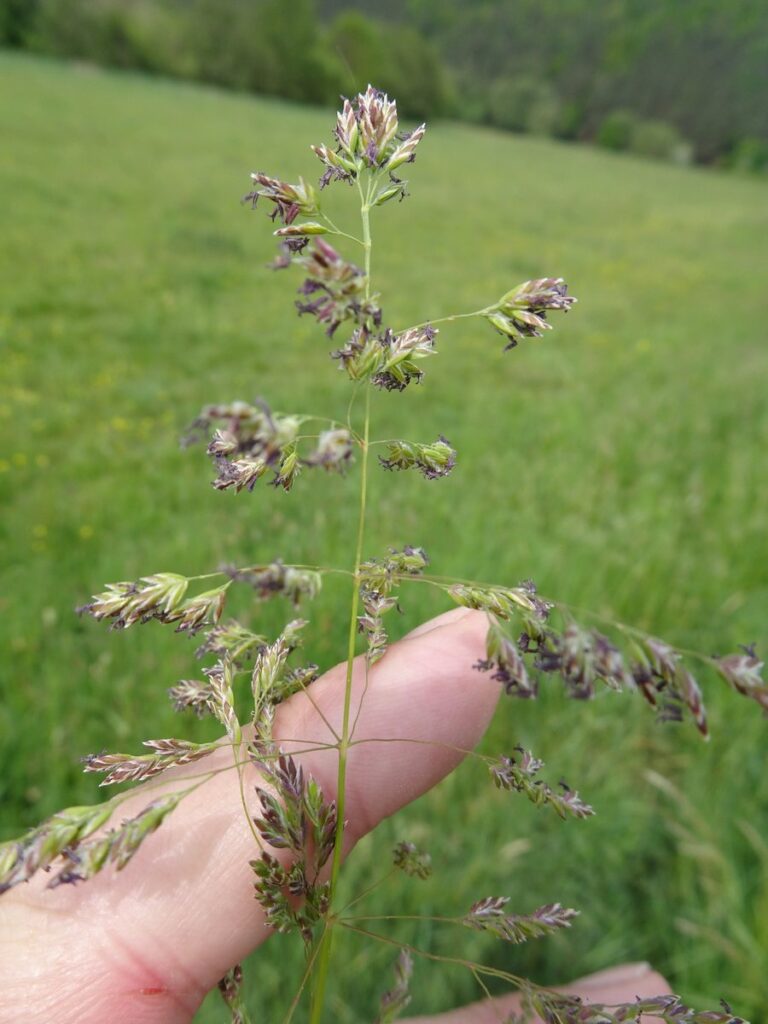 Kentucky bluegrass flowering panicles, a cool-season lawn grass fed in September and again in late fall