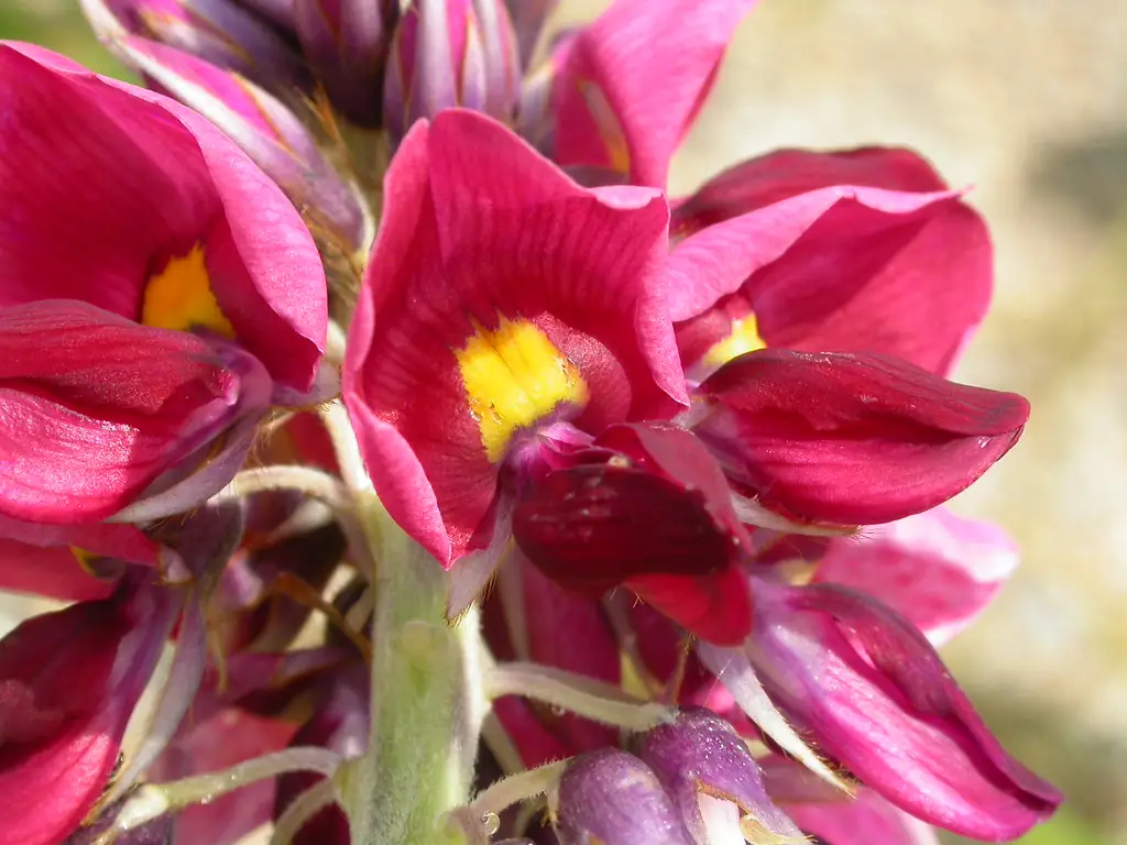 Close-up of a kudzu flower cluster with magenta pea-like flowers and yellow spots