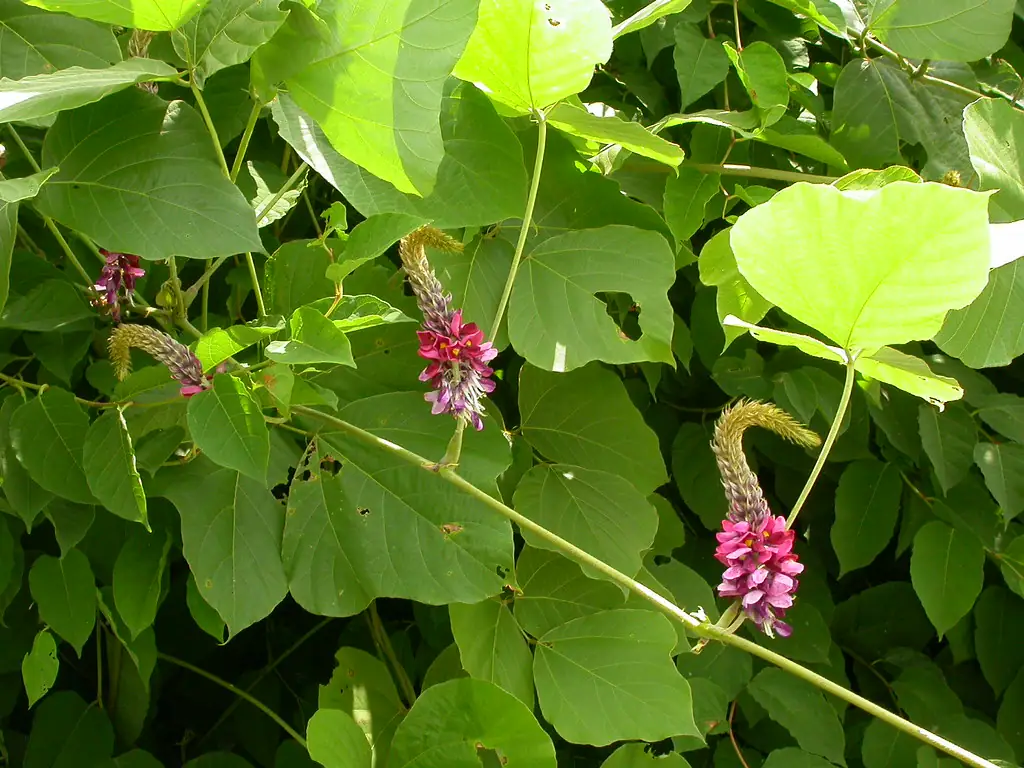 Kudzu (Pueraria montana var. lobata) leaves with three broad leaflets and upright purple-pink flower spikes
