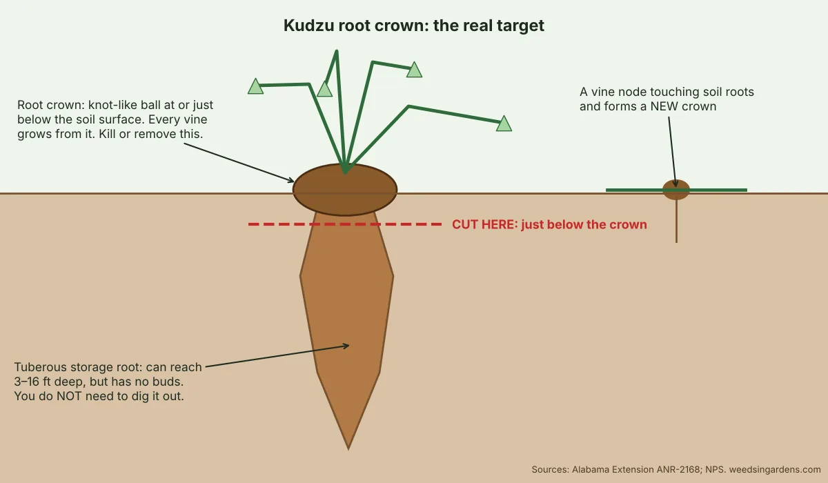 Diagram of a kudzu root crown at the soil surface showing where to cut below the crown and the deep tuberous root that cannot sprout
