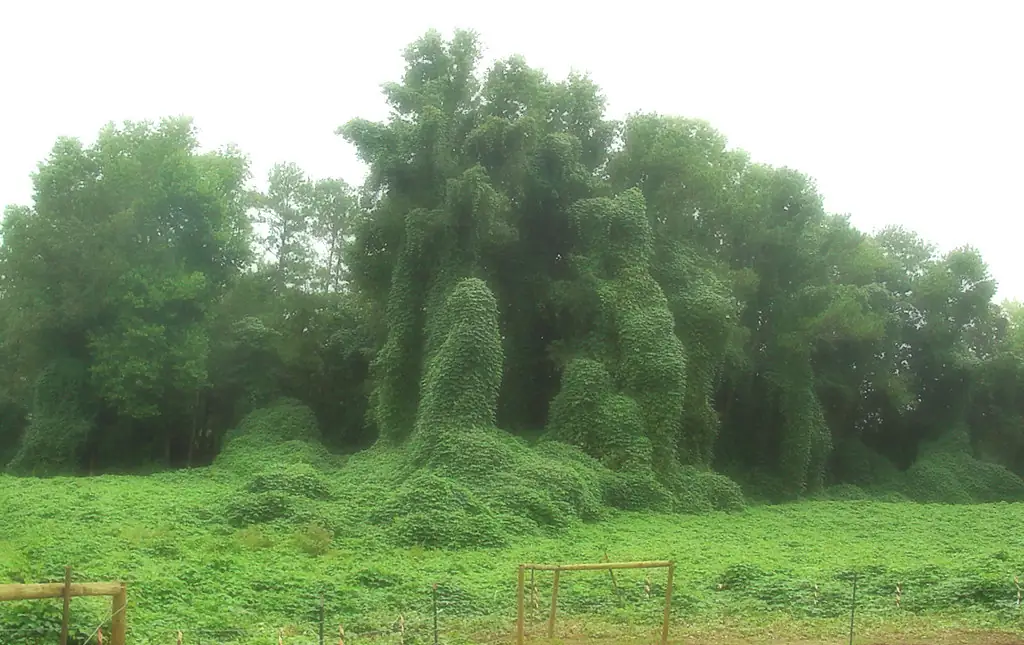 Kudzu vines smothering a row of trees and a pasture fence, the problem kudzu control has to solve