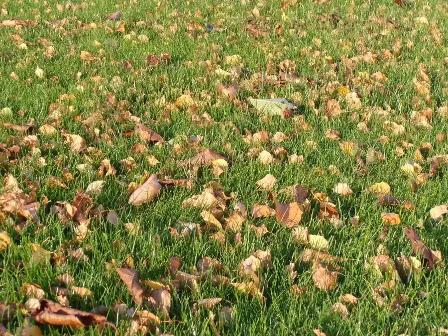 Fallen autumn leaves scattered on a green lawn before the last mow of the season