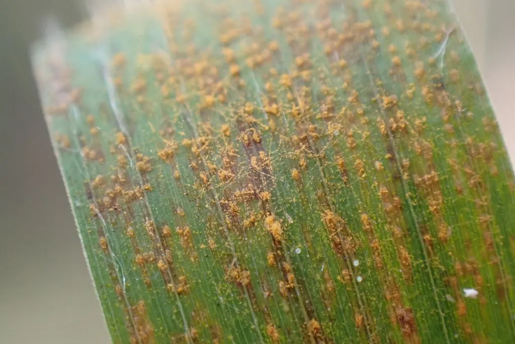 Orange rust fungus pustules covering a grass blade